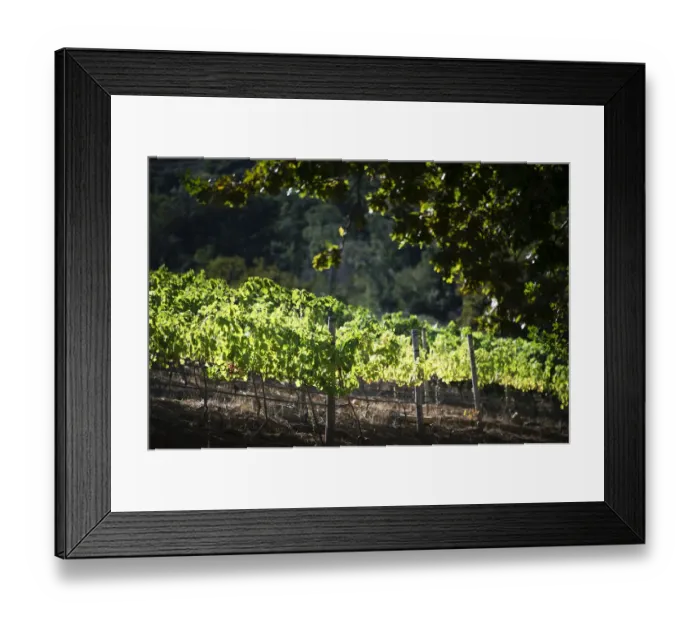 Framed Print : Sun-drenched vines on Groot Constantia, Cape Town. RSA Framed Print : Sun-drenched vines on Groot Constantia, Cape Town. RSA