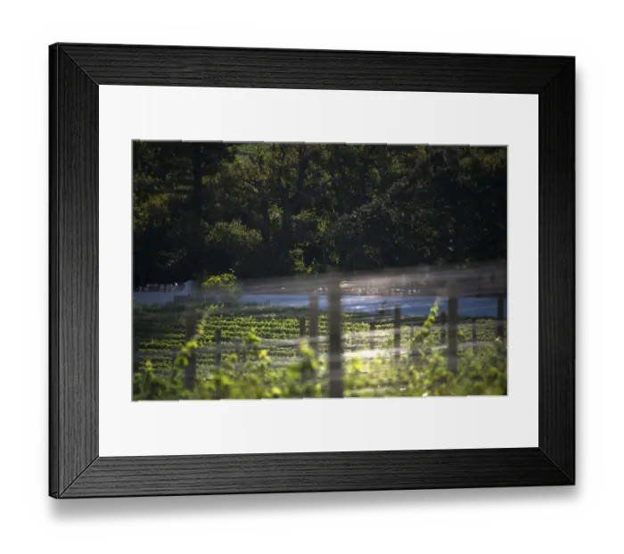 Framed Print : Sun-drenched vines on Groot Constantia, Cape Town. RSA Framed Print : Sun-drenched vines on Groot Constantia, Cape Town. RSA