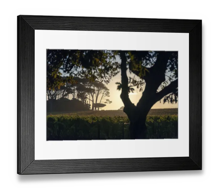 Framed Print : Vineyards of Groot Constantia Estate. Cape Town. RSA Framed Print : Vineyards of Groot Constantia Estate. Cape Town. RSA