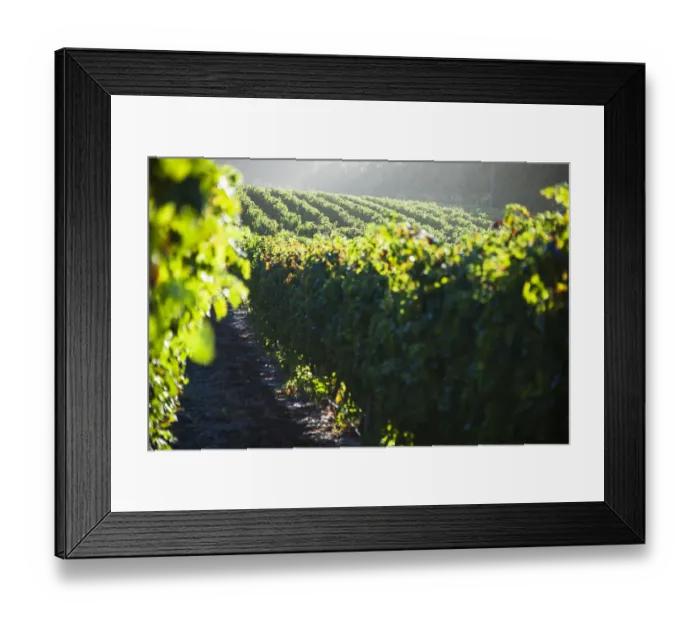 Framed Print : Vines basking in sunrise on Constantia Uitsig. Cape Town. RSA Framed Print : Vines basking in sunrise on Constantia Uitsig. Cape Town. RSA