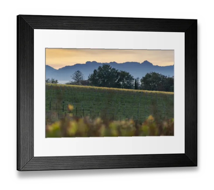 Framed Print : Vineyards of Groot Constantia Estate. Cape Town. RSA
