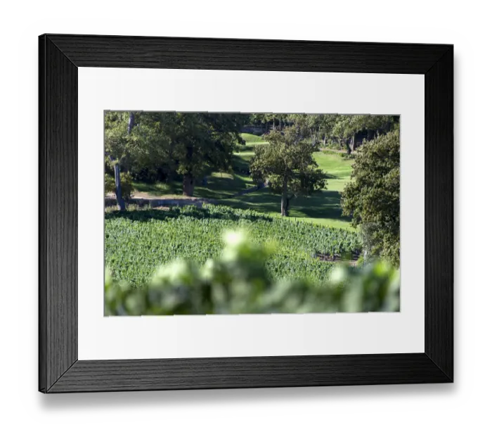 Framed Print : Well kept lawns on Groot Constantia Estate. Cape Town. RSA Framed Print : Well kept lawns on Groot Constantia Estate. Cape Town. RSA