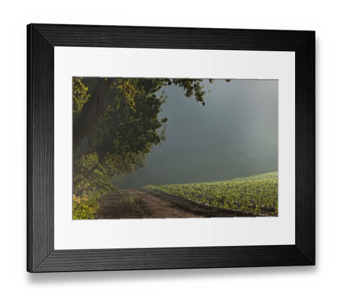 Framed Print : Avenue leading up to Buitenverwachting Estate. Constantia Cape Town. RSA