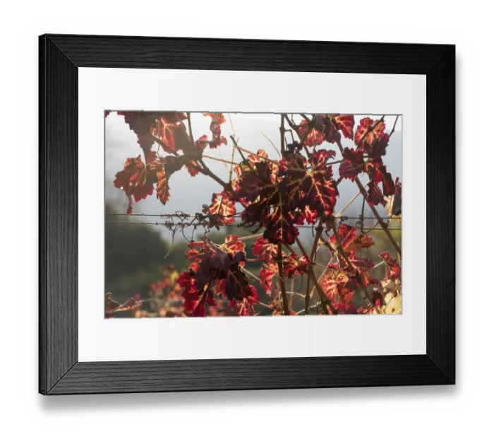 Framed Print : Autumn shades on Klein Constantia Estate, Cape Town. RSA