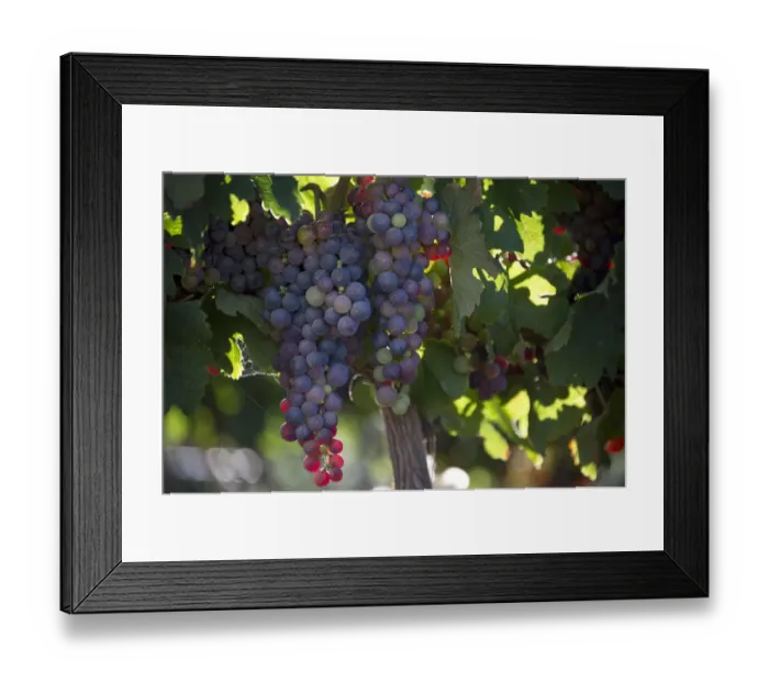 Framed Print : Laden bunches on Groot Constantia vines, Cape Town. RSA Framed Print : Laden bunches on Groot Constantia vines, Cape Town. RSA