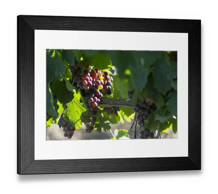 Framed Print : Laden bunches on Groot Constantia vines, Cape Town. RSA Framed Print : Laden bunches on Groot Constantia vines, Cape Town. RSA