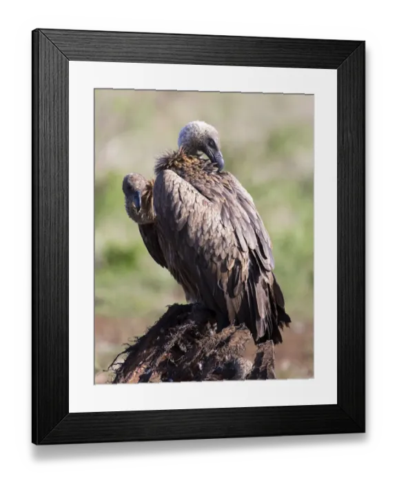 Framed Print : White backed vulture sitting on the carcass of a dead animal - Kruger National Park South Africa Framed Print : White backed vulture sitting on the carcass of a dead animal - Kruger National Park South Africa