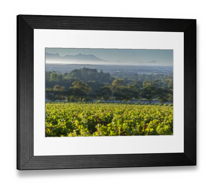 Framed Print : Vineyards of Groot Constantia Estate. Cape Town. RSA Framed Print : Vineyards of Groot Constantia Estate. Cape Town. RSA