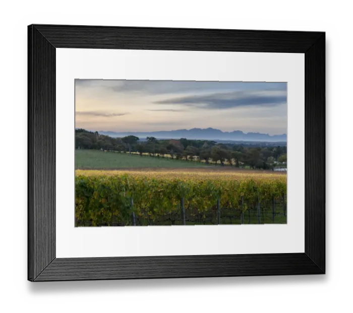 Framed Print : Vineyards of Groot Constantia Estate. Cape Town. RSA Framed Print : Vineyards of Groot Constantia Estate. Cape Town. RSA