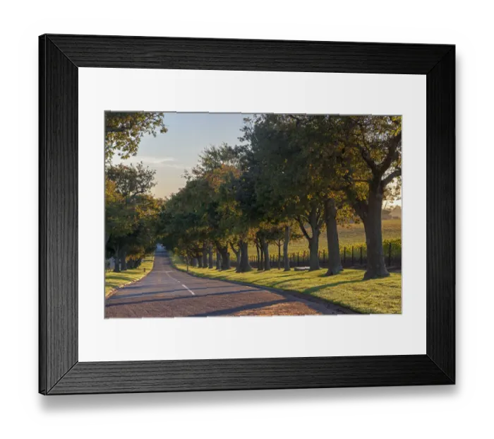 Framed Print : Main Avenue leading out of Groot Constantia, Cape Town. RSA Framed Print : Main Avenue leading out of Groot Constantia, Cape Town. RSA