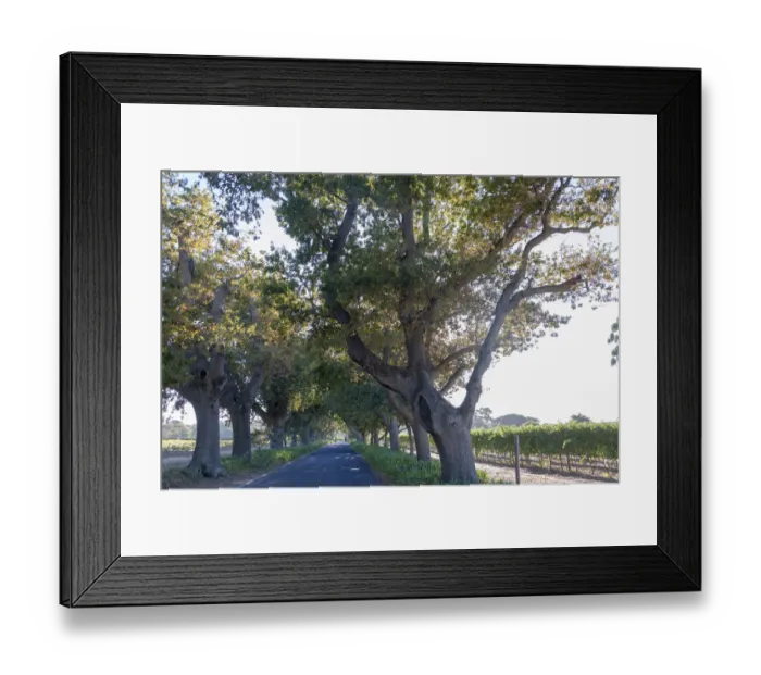 Framed Print : Avenue leading up to Buitenverwachting Estate. Constantia Cape Town. RSA Framed Print : Avenue leading up to Buitenverwachting Estate. Constantia Cape Town. RSA