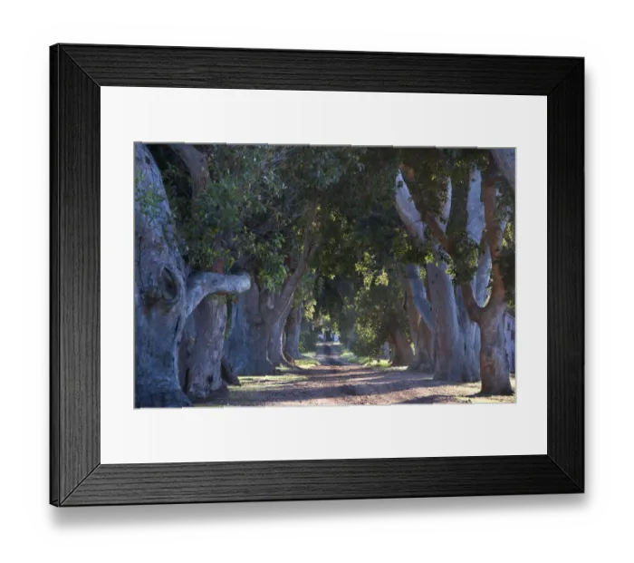 Framed Print : Blue gum Trees on Uitsig Estate, Constantia Cape Town. RSA