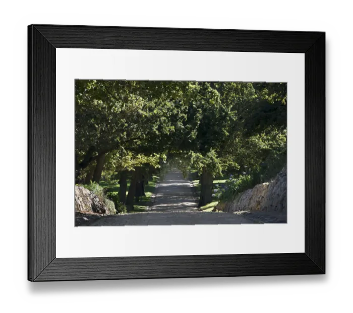 Framed Print : Main Avenue leading to Groot Constantia, Cape Town. RSA Framed Print : Main Avenue leading to Groot Constantia, Cape Town. RSA