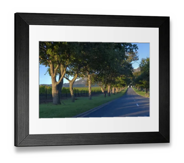 Framed Print : Main Avenue leading to Groot Constantia, Cape Town. RSA Framed Print : Main Avenue leading to Groot Constantia, Cape Town. RSA
