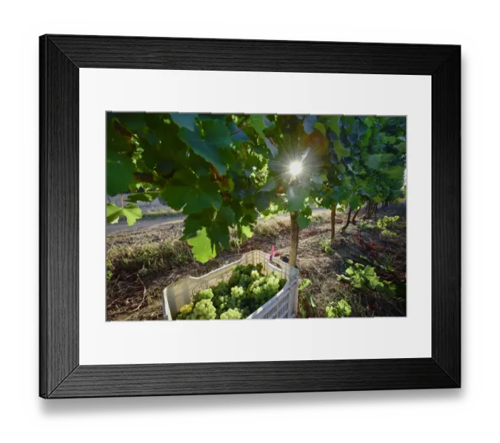 Framed Print : Early sunrise harvesting, Klein Constantia. Cape Town. South Africa Framed Print : Early sunrise harvesting, Klein Constantia. Cape Town. South Africa