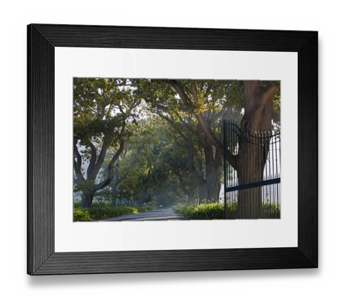 Framed Print : Avenue leading up to Buitenverwachting Estate. Constantia Cape Town. RSA Framed Print : Avenue leading up to Buitenverwachting Estate. Constantia Cape Town. RSA