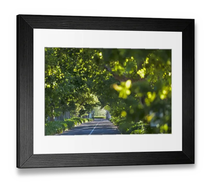 Framed Print : Main Avenue to Buitenverwachting Estate. Constantia, Cape Town. RSA Framed Print : Main Avenue to Buitenverwachting Estate. Constantia, Cape Town. RSA