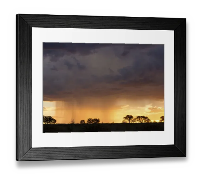 Framed Print : Kalahari rain storm approaching in the late afternoon with silhouetted trees - Kgalagadi Transfronteer Park South Africa
