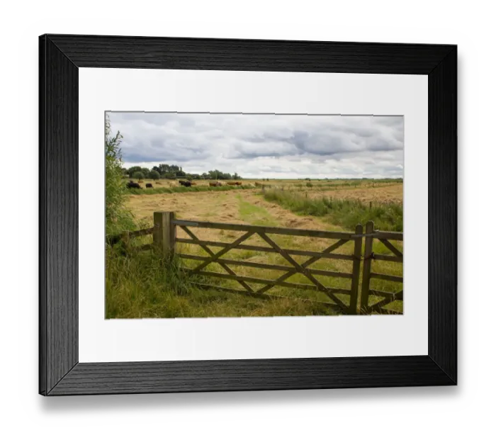 Framed Print : A wooden farm gate leads into a field of mown hay grazed by cattle near to Reedham Framed Print : A wooden farm gate leads into a field of mown hay grazed by cattle near to Reedham