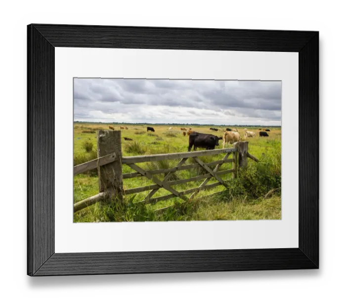 Framed Print : A wooden farm gate leads into a field of mown hay grazed by cattle near to Reedham Framed Print : A wooden farm gate leads into a field of mown hay grazed by cattle near to Reedham