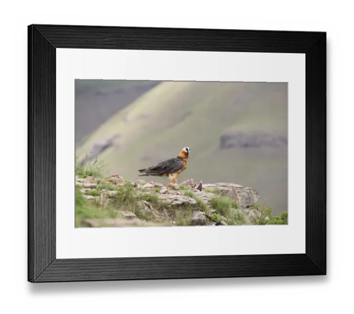 Framed Print : Adult bearded vulture landing on a rock ledge where bones are available - Giants Castle Drakensberg South Africa Framed Print : Adult bearded vulture landing on a rock ledge where bones are available - Giants Castle Drakensberg South Africa