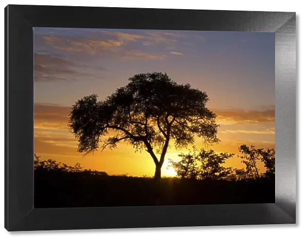 Lovely sunset in Kruger national park with tree silhouette and bright colours - Kruger National Park South Africa
