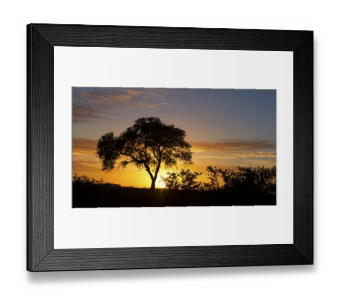 Framed Print : Lovely sunset in Kruger national park with tree silhouette and bright colours - Kruger National Park South Africa