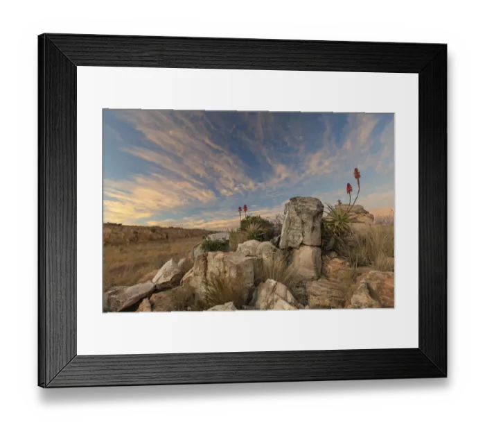 Framed Print : Aloe on a high mountain rocks landscape sunset with cloudy skies - Dullstroom South Africa Framed Print : Aloe on a high mountain rocks landscape sunset with cloudy skies - Dullstroom South Africa
