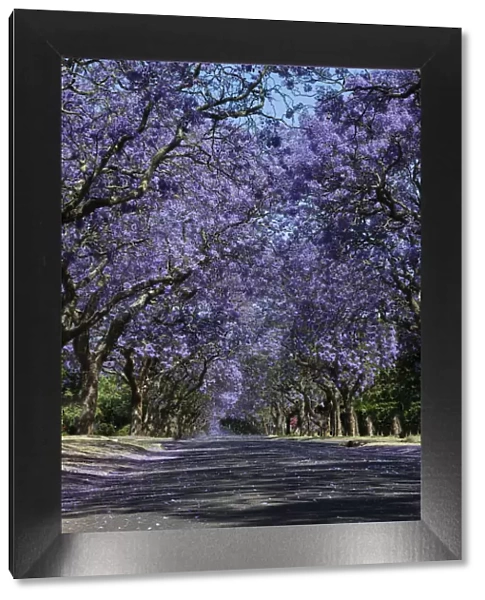 Suburban road with line of jacaranda trees and small flowers making a carpet - Cullinan South Africa