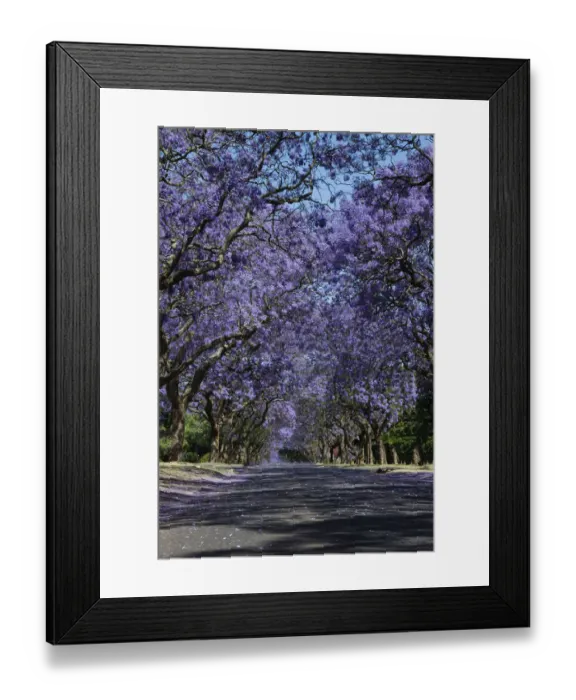 Framed Print : Suburban road with line of jacaranda trees and small flowers making a carpet - Cullinan South Africa Framed Print : Suburban road with line of jacaranda trees and small flowers making a carpet - Cullinan South Africa