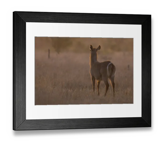 Framed Print : Waterbuck cow at sunset with the sun from behind - Kruger National Park South Africa Framed Print : Waterbuck cow at sunset with the sun from behind - Kruger National Park South Africa