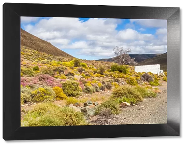 A typical Karoo scene, white building, colourful plants and hills. Very dry and arid landscape