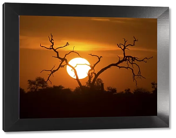 African sunset with a tree silhouette and large orange sun - Kruger National Park South Africa