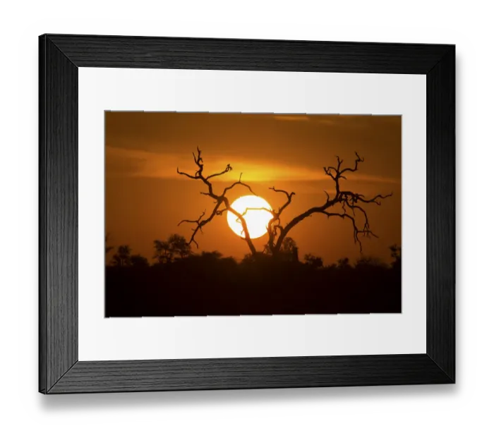 Framed Print : African sunset with a tree silhouette and large orange sun - Kruger National Park South Africa Framed Print : African sunset with a tree silhouette and large orange sun - Kruger National Park South Africa