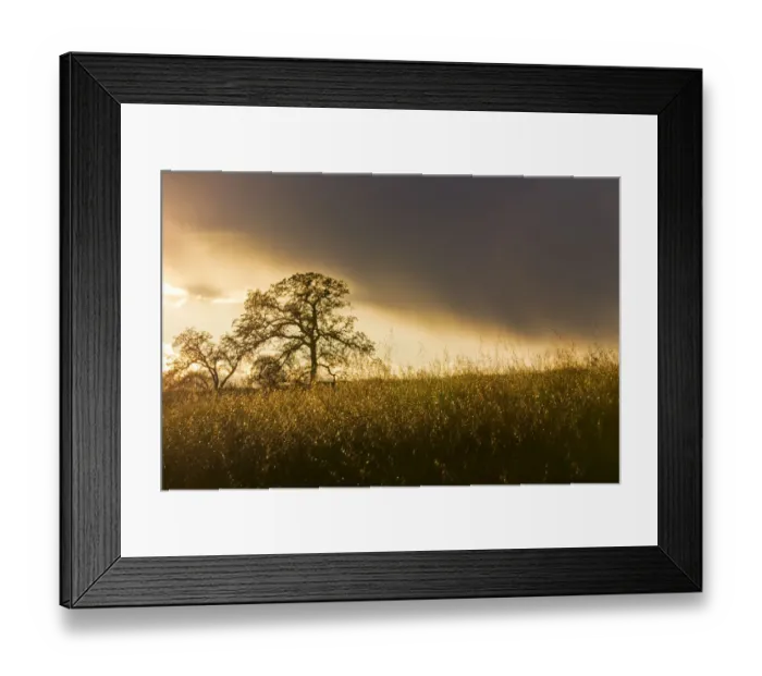 Framed Print : Backlit oak trees and grass at sunset near Black Butte Lake, California, USA