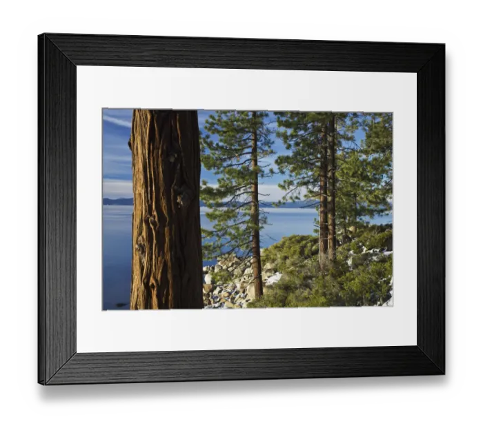 Framed Print : Ponderosa Pines (Pinus ponderosa) at shoreline of Lake Tahoe, Nevada, USA Framed Print : Ponderosa Pines (Pinus ponderosa) at shoreline of Lake Tahoe, Nevada, USA