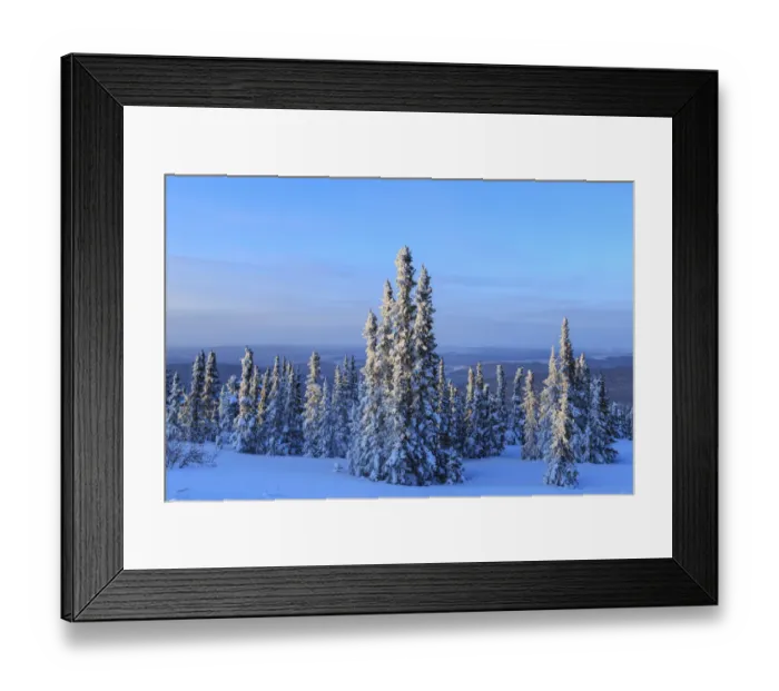 Framed Print : Snow covered trees and hills near Fairbanks, Alaska, USA Framed Print : Snow covered trees and hills near Fairbanks, Alaska, USA