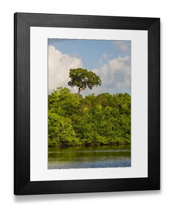 Framed Print : Lush foliage on riverbank of Amazon River near Manaus, Brazil