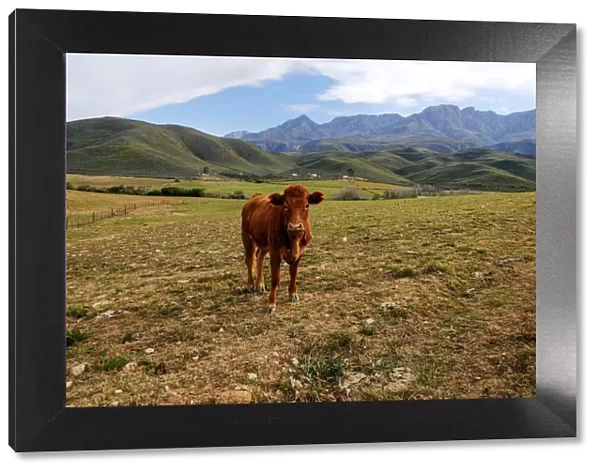 A tranquil scene with an inquisitive cow on a remote farm with Swartberg mountains in the background, Calitzdorp, Western Cape Province, South Africa