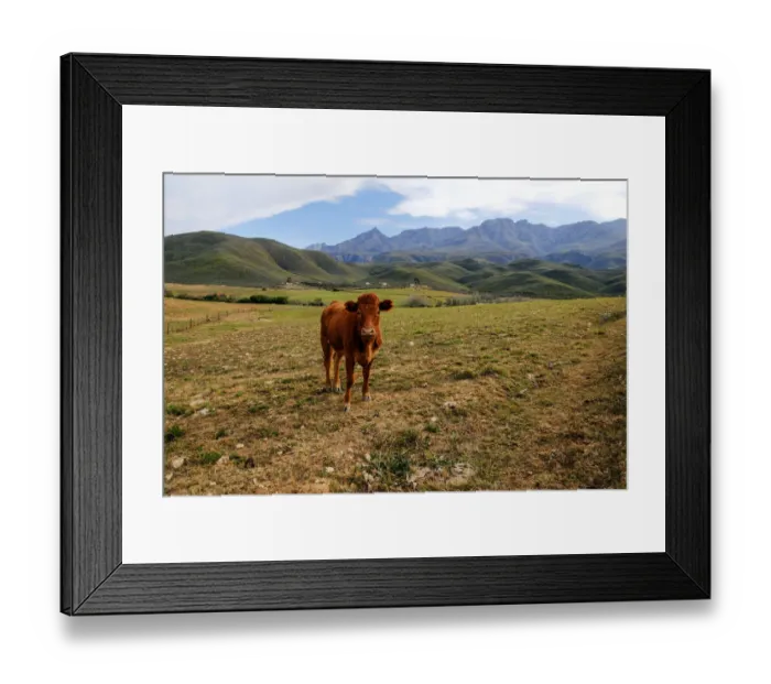 Framed Print : A tranquil scene with an inquisitive cow on a remote farm with Swartberg mountains in the background, Calitzdorp, Western Cape Province, South Africa
