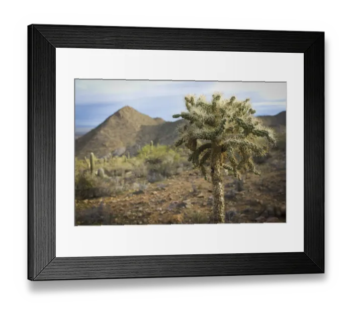 Framed Print : Scenic Sonoran Desert views along Starr Pass hiking trail, Tucson, Arizona, USA Framed Print : Scenic Sonoran Desert views along Starr Pass hiking trail, Tucson, Arizona, USA