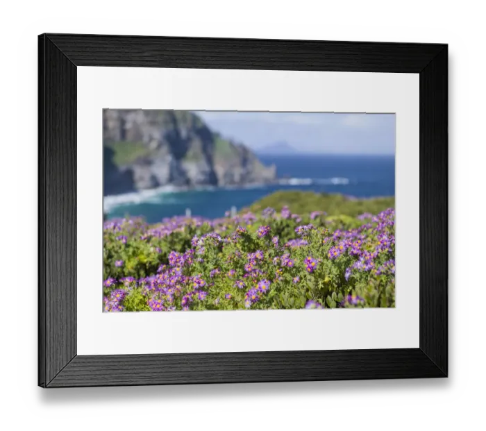 Framed Print : Colorful flowers blooming at Cape Point, Table Mountain National Park, Cape Town, Western Cape Province, South Africa Framed Print : Colorful flowers blooming at Cape Point, Table Mountain National Park, Cape Town, Western Cape Province, South Africa