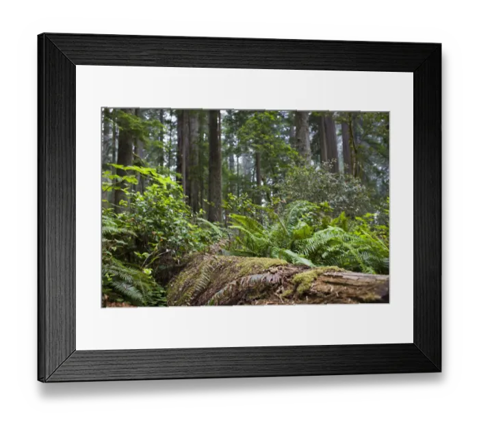 Framed Print : Awe-inspiring Giant Sequoia Redwood Trees, Sequoiadendron giganteum, in Redwood Forest National Park, California, USA