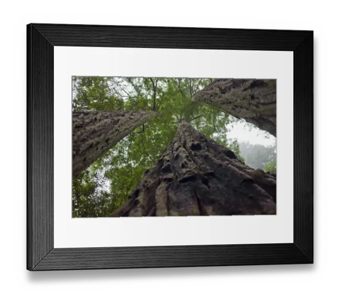 Framed Print : Awe-inspiring Giant Sequoia Redwood Trees, Sequoiadendron giganteum, in Redwood Forest National Park, California, USA Framed Print : Awe-inspiring Giant Sequoia Redwood Trees, Sequoiadendron giganteum, in Redwood Forest National Park, California, USA