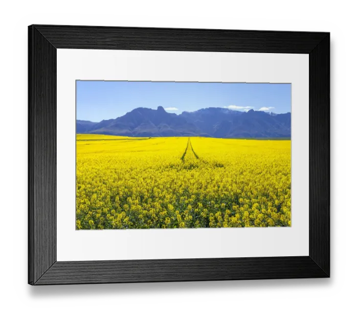 Framed Print : Canola and Wheat fields in the early Spring with the bold yellow colors of canola offset by the emerald green of the wheat, Swellendam, Western Cape Province, South Africa Framed Print : Canola and Wheat fields in the early Spring with the bold yellow colors of canola offset by the emerald green of the wheat, Swellendam, Western Cape Province, South Africa