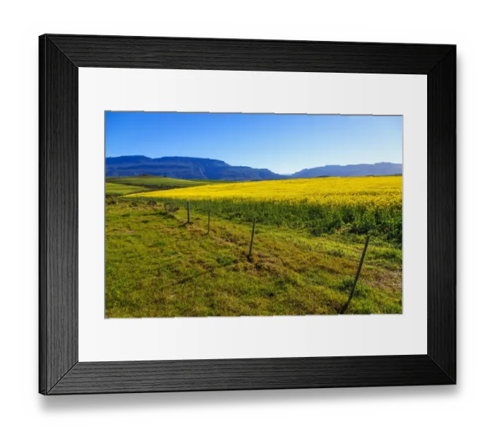 Framed Print : Canola and Wheat fields in the early Spring with the bold yellow colors of canola offset by the emerald green of the wheat, Swellendam, Western Cape Province, South Africa Framed Print : Canola and Wheat fields in the early Spring with the bold yellow colors of canola offset by the emerald green of the wheat, Swellendam, Western Cape Province, South Africa