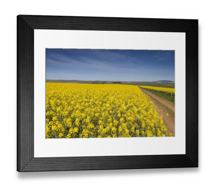 Framed Print : Canola and Wheat fields in the early Spring with the bold yellow colors of canola offset by the emerald green of the wheat, Swellendam, Western Cape Province, South Africa Framed Print : Canola and Wheat fields in the early Spring with the bold yellow colors of canola offset by the emerald green of the wheat, Swellendam, Western Cape Province, South Africa