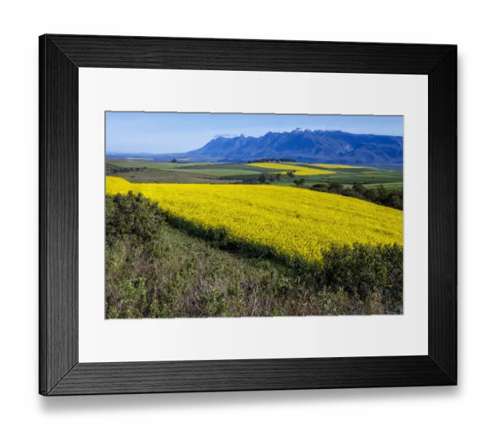 Framed Print : Canola and Wheat fields in the early Spring with the bold yellow colors of canola offset by the emerald green of the wheat against the backdrop of the snow capped Langeberg mountains, Swellendam, Western Cape Province, South Africa