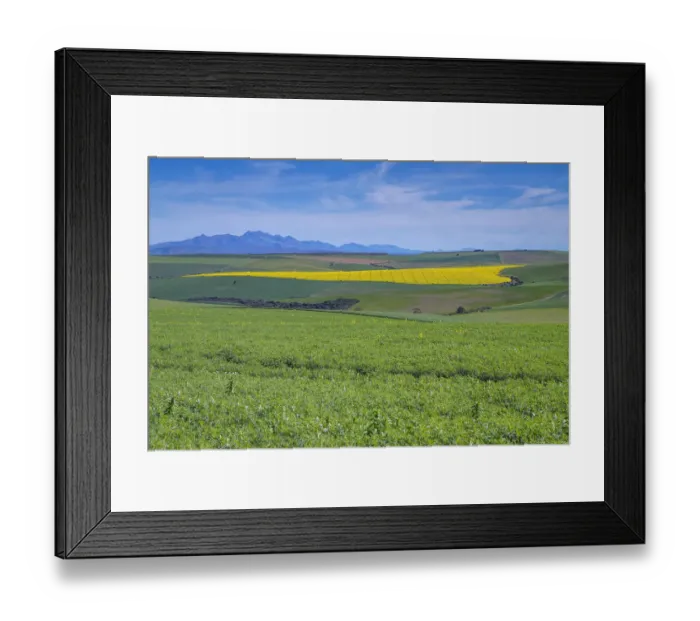 Framed Print : Canola and Wheat fields in the early Spring with the bold yellow colors of canola offset by the emerald green of the wheat, Swellendam, Western Cape Province, South Africa Framed Print : Canola and Wheat fields in the early Spring with the bold yellow colors of canola offset by the emerald green of the wheat, Swellendam, Western Cape Province, South Africa