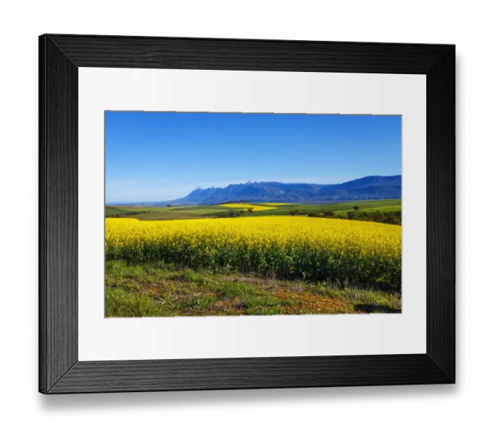 Framed Print : Canola and Wheat fields in the early Spring with the bold yellow colors of canola offset by the emerald green of the wheat against the backdrop of the snow capped Langeberg mountains, Swellendam, Western Cape Province, South Africa Framed Print : Canola and Wheat fields in the early Spring with the bold yellow colors of canola offset by the emerald green of the wheat against the backdrop of the snow capped Langeberg mountains, Swellendam, Western Cape Province, South Africa